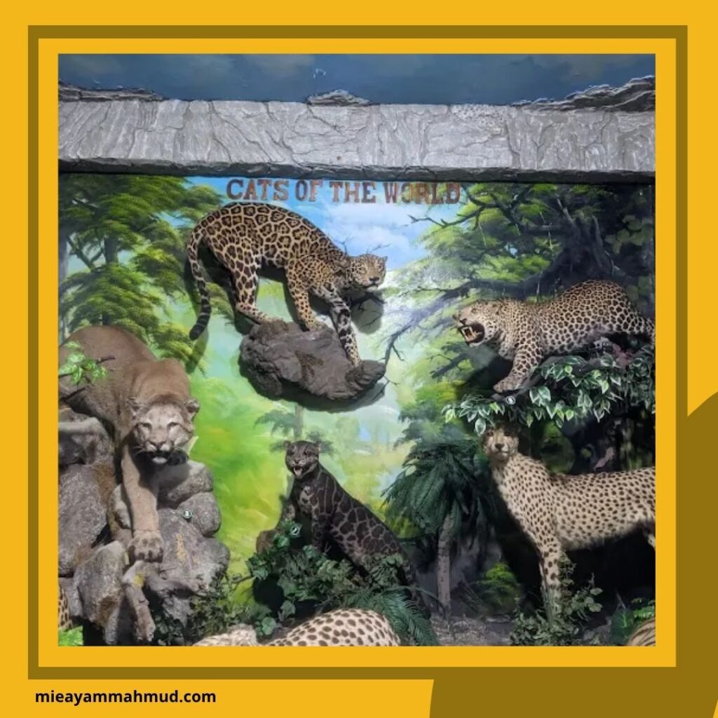 Rahmat International Wildlife Museum & Gallery