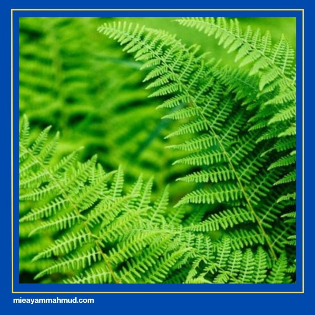 Bahan Anyang Pakis Khas Medan & Alternatifnya