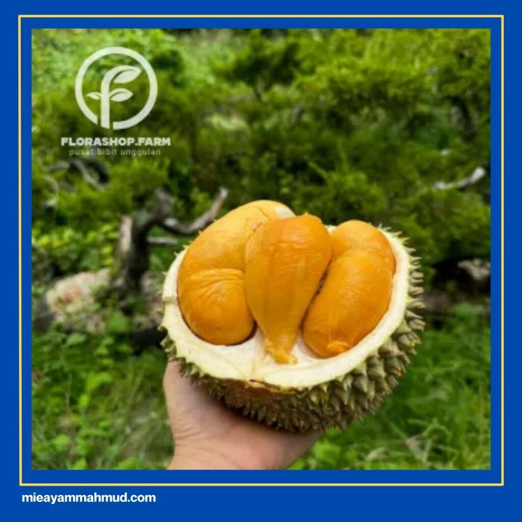 Durian Jantung buah khas medan