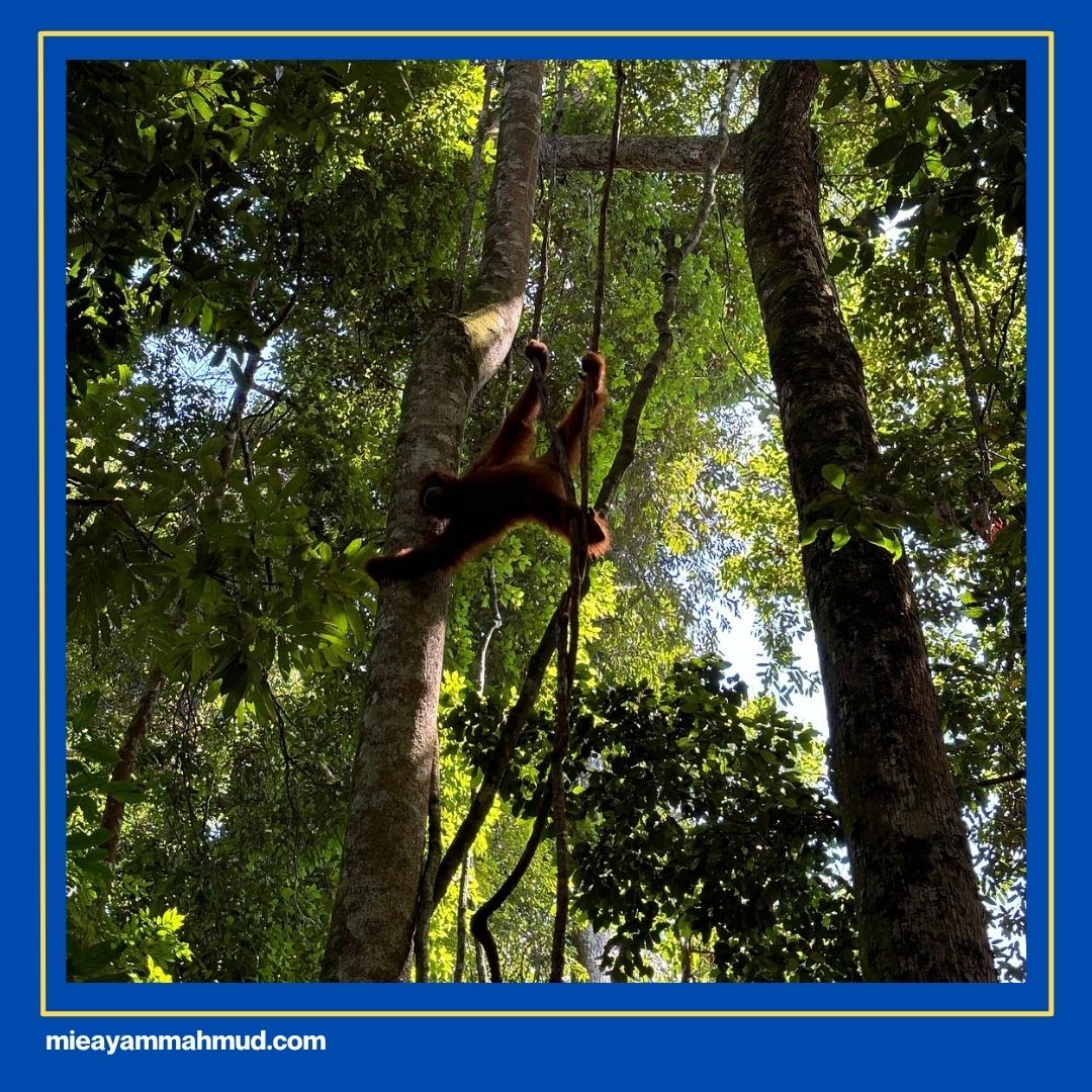 5 Lush Places of Interest in Medan