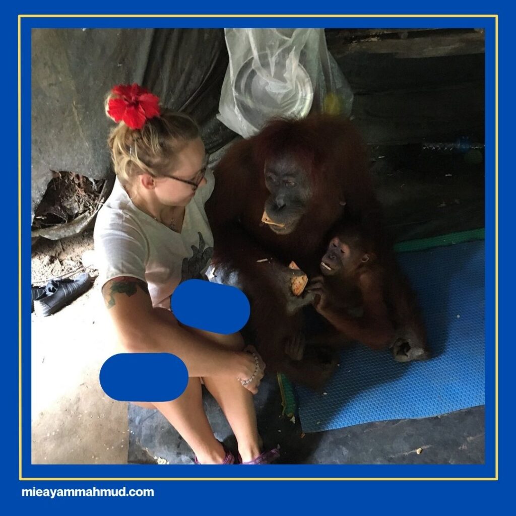 Wild Orangutans