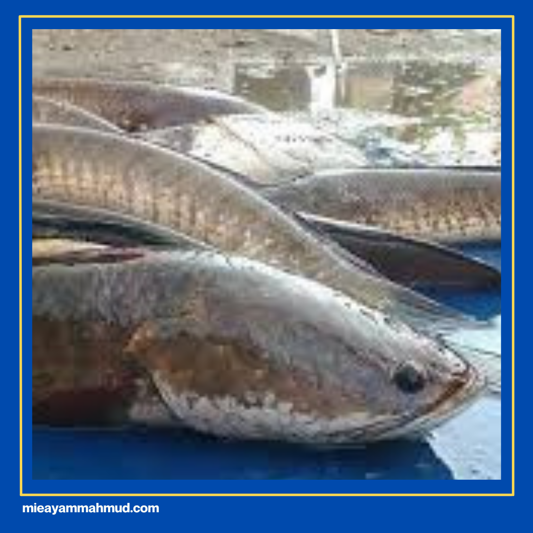 Jenis Ikan Kering