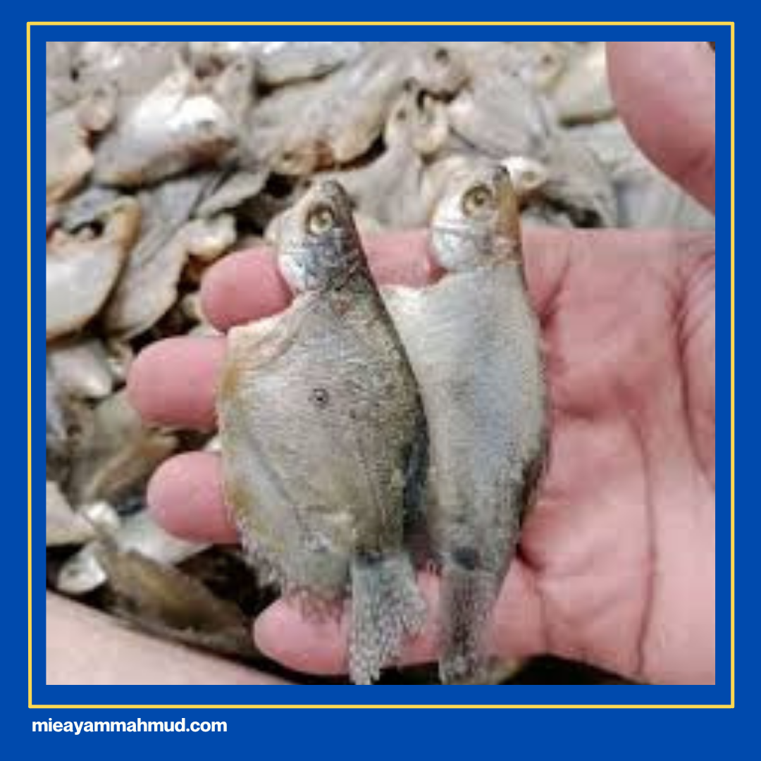 jenis ikan kering
